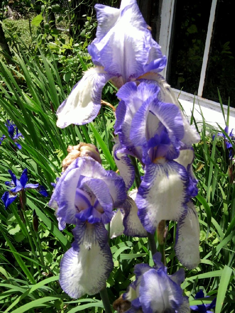 blue and white iris
