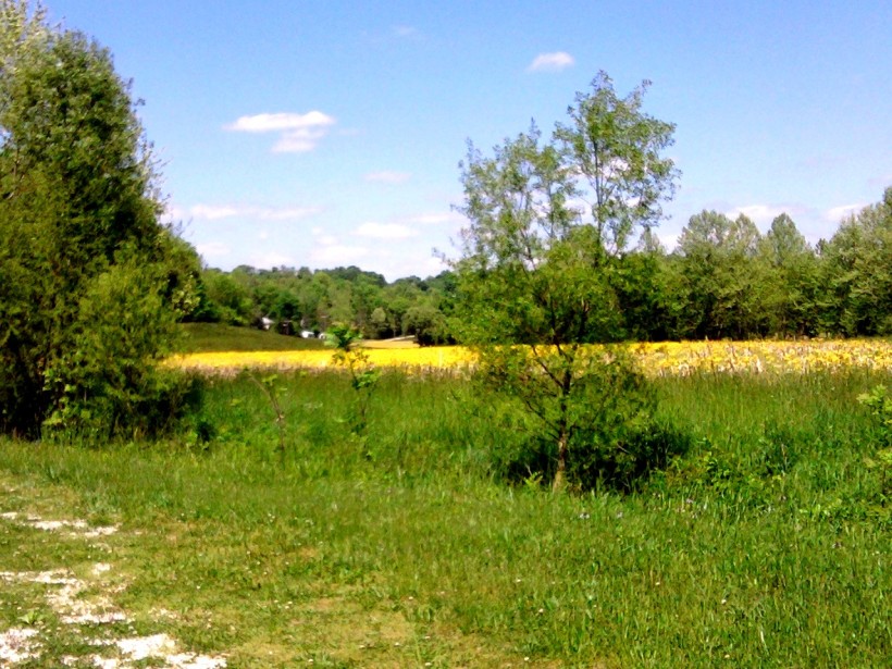 landscape yellow field-2