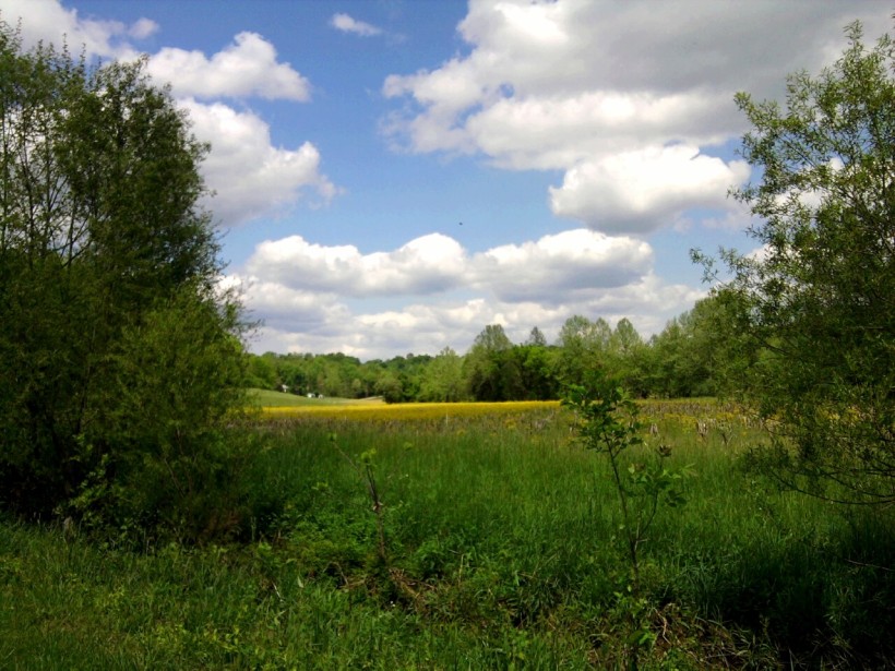 landscape-yellow field