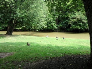 Ducks Along The River