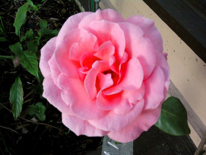 pink rose3