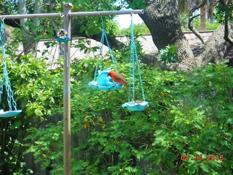 redbird at feeder-4-16