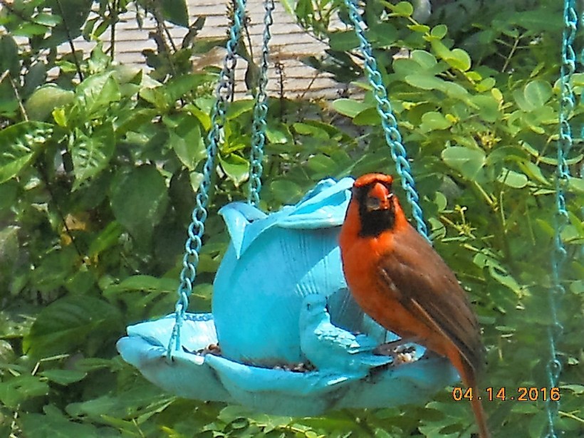 redbird at feeder-close-4-16
